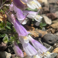 Penstemon eatonii